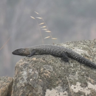 Egernia cunninghami (Cunningham's Skink) at Googong, NSW - 17 Jan 2020 by Wandiyali