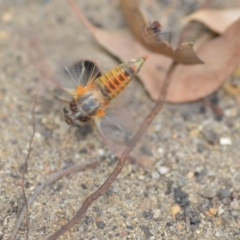 Yoyetta robertsonae (Clicking Ambertail) at QPRC LGA - 6 Dec 2019 by natureguy