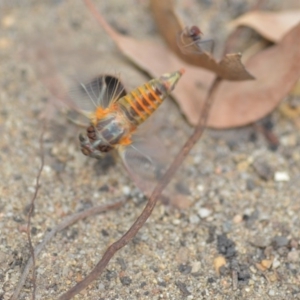 Yoyetta robertsonae at Wamboin, NSW - 6 Dec 2019 06:07 PM