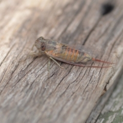 Yoyetta robertsonae at Wamboin, NSW - 6 Dec 2019 06:07 PM