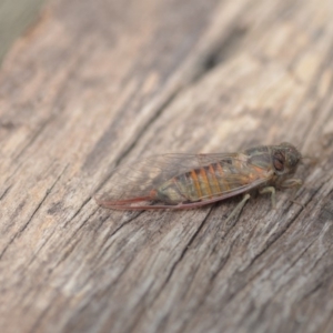 Yoyetta robertsonae at Wamboin, NSW - 6 Dec 2019 06:07 PM