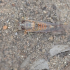 Yoyetta robertsonae at Wamboin, NSW - 6 Dec 2019 06:07 PM