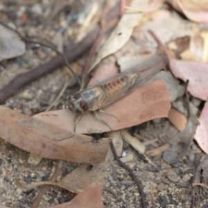 Yoyetta robertsonae at Wamboin, NSW - 6 Dec 2019 06:07 PM