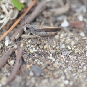 Cryptobothrus chrysophorus at Wamboin, NSW - 6 Dec 2019 06:10 PM