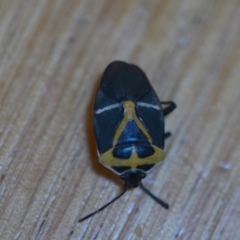 Commius elegans (Cherry Ballart Shield Bug) at QPRC LGA - 7 Dec 2019 by natureguy