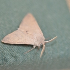 Arhodia lasiocamparia (Pink Arhodia) at Wamboin, NSW - 7 Dec 2019 by natureguy