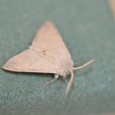 Arhodia lasiocamparia (Pink Arhodia (Oenochrominae)) at Wamboin, NSW - 7 Dec 2019 by natureguy