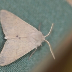 Arhodia lasiocamparia at Wamboin, NSW - 7 Dec 2019