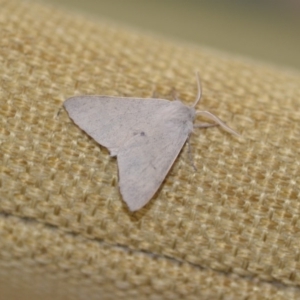 Arhodia lasiocamparia at Wamboin, NSW - 7 Dec 2019 12:32 PM