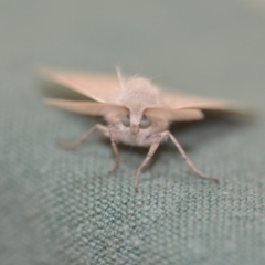 Arhodia lasiocamparia at Wamboin, NSW - 7 Dec 2019