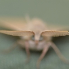 Arhodia lasiocamparia at Wamboin, NSW - 7 Dec 2019 12:32 PM