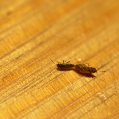 Nysius vinitor (Rutherglen bug) at Wamboin, NSW - 7 Dec 2019 by natureguy