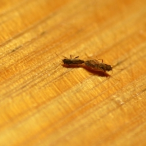 Nysius vinitor at Wamboin, NSW - 7 Dec 2019 03:58 PM