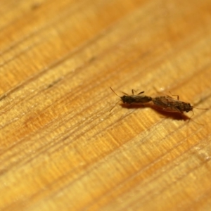 Nysius vinitor at Wamboin, NSW - 7 Dec 2019 03:58 PM