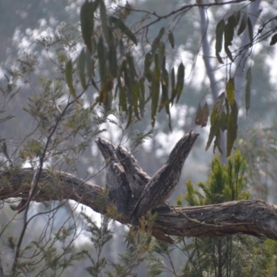 Podargus strigoides (Tawny Frogmouth) at Wamboin, NSW - 8 Dec 2019 by natureguy