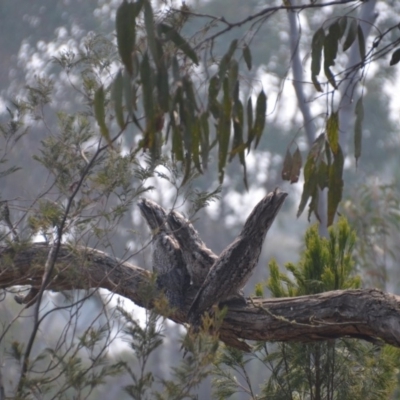 Podargus strigoides (Tawny Frogmouth) at QPRC LGA - 8 Dec 2019 by natureguy