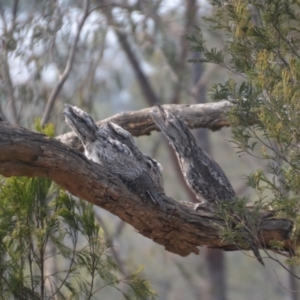 Podargus strigoides at Wamboin, NSW - 8 Dec 2019