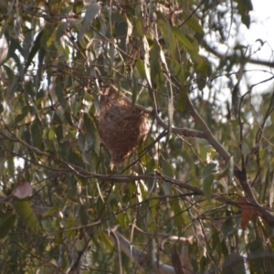 Philemon corniculatus at Wamboin, NSW - 8 Dec 2019