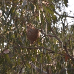 Philemon corniculatus (Noisy Friarbird) at Wamboin, NSW - 8 Dec 2019 by natureguy
