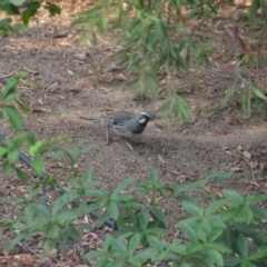 Cinclosoma punctatum (Spotted Quail-thrush) at Wamboin, NSW - 8 Dec 2019 by natureguy