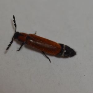 Tenerus sp. (genus) at Wamboin, NSW - 10 Dec 2019 11:39 AM