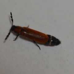 Tenerus sp. (genus) (Clerid beetle) at QPRC LGA - 10 Dec 2019 by natureguy