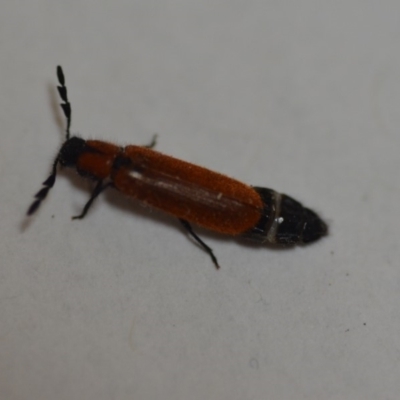 Tenerus sp. (genus) (Clerid beetle) at Wamboin, NSW - 10 Dec 2019 by natureguy