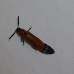 Tenerus sp. (genus) at Wamboin, NSW - 10 Dec 2019 11:39 AM