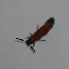 Tenerus sp. (genus) at Wamboin, NSW - 10 Dec 2019 11:39 AM