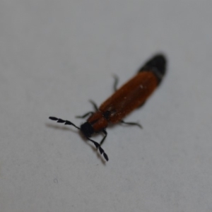 Tenerus sp. (genus) at Wamboin, NSW - 10 Dec 2019 11:39 AM