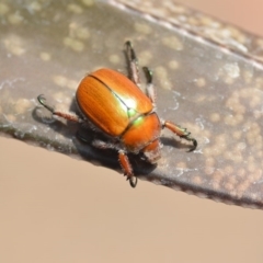 Anoplognathus hirsutus (Hirsute Christmas beetle) at QPRC LGA - 12 Dec 2019 by natureguy