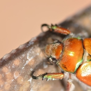 Anoplognathus hirsutus at Wamboin, NSW - 12 Dec 2019 01:00 PM