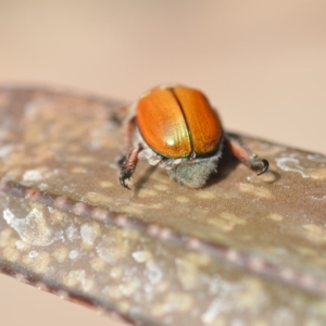 Anoplognathus hirsutus at Wamboin, NSW - 12 Dec 2019 01:00 PM