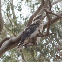 Dacelo novaeguineae (Laughing Kookaburra) at Lake Burley Griffin West - 17 Jan 2020 by KL