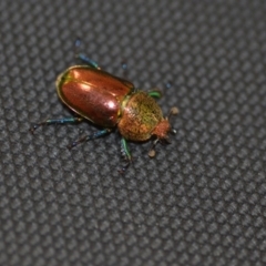 Lamprima aurata (Golden stag beetle) at Wamboin, NSW - 14 Dec 2019 by natureguy