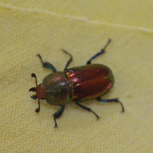 Lamprima aurata at Wamboin, NSW - 14 Dec 2019