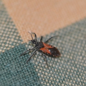 Reduviidae (family) at Wamboin, NSW - 16 Dec 2019 02:25 PM