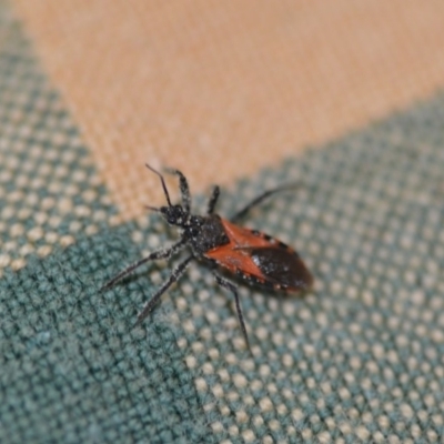 Reduviidae (family) (An assassin bug) at QPRC LGA - 16 Dec 2019 by natureguy