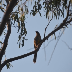 Anthochaera carunculata at Wamboin, NSW - 17 Dec 2019 10:32 AM