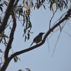 Anthochaera carunculata at Wamboin, NSW - 17 Dec 2019 10:32 AM