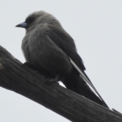 Artamus cyanopterus (Dusky Woodswallow) at Burradoo, NSW - 17 Jan 2020 by GlossyGal