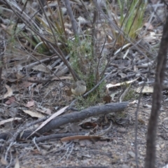 Acanthiza reguloides (Buff-rumped Thornbill) at Wamboin, NSW - 17 Dec 2019 by natureguy