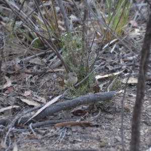 Acanthiza reguloides at Wamboin, NSW - 17 Dec 2019