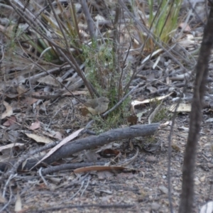 Acanthiza reguloides at Wamboin, NSW - 17 Dec 2019