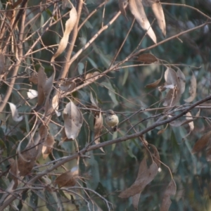 Acanthiza reguloides at Wamboin, NSW - 17 Dec 2019 10:35 AM