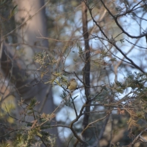 Acanthiza reguloides at Wamboin, NSW - 17 Dec 2019