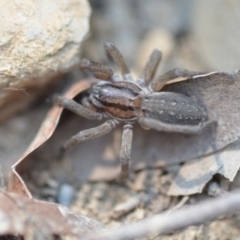 Miturga sp. (genus) (Unidentified False wolf spider) at Wamboin, NSW - 17 Dec 2019 by natureguy