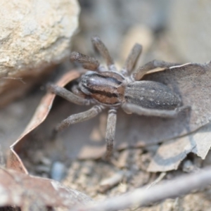 Miturga sp. (genus) at Wamboin, NSW - 17 Dec 2019 01:03 PM