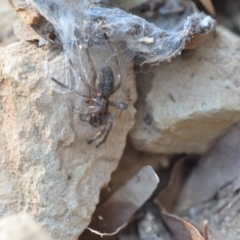 Miturga sp. (genus) at Wamboin, NSW - 17 Dec 2019