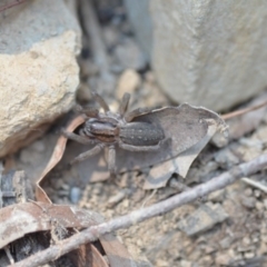 Miturga sp. (genus) at Wamboin, NSW - 17 Dec 2019